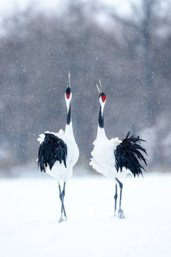 Tsuru (Crane), pair Katsu Uota