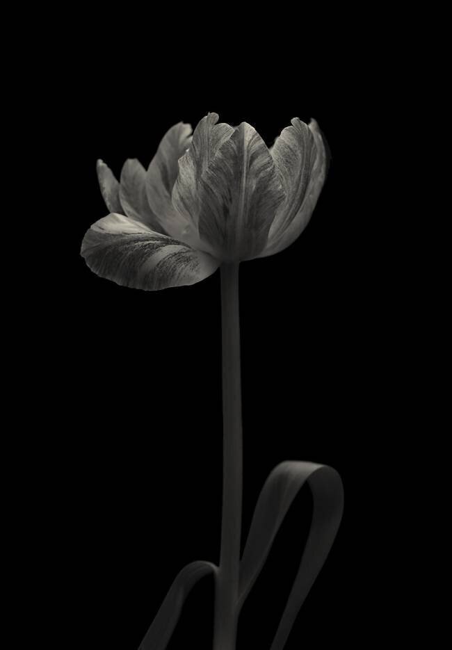 Tulip mania Lotte Gronkjar