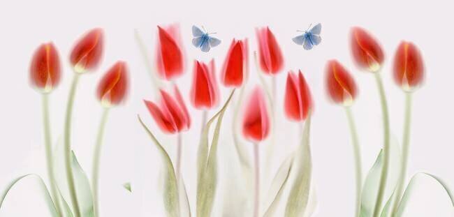 Tulips Mandy Disher