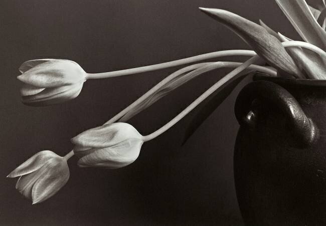 Tulips Allan Wallberg