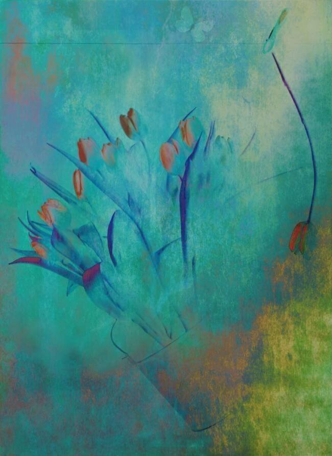 Tulips Delphine Devos