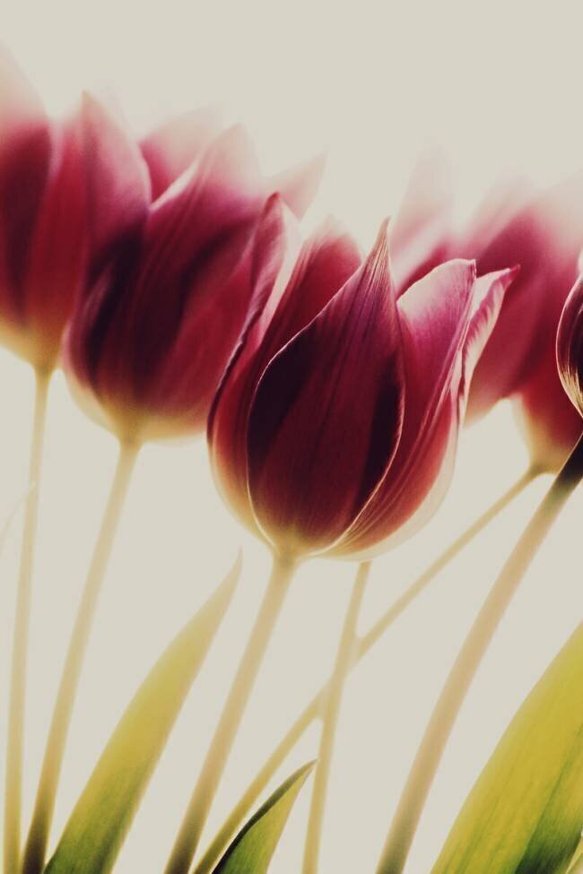 Tulips Rosalinde Philippin-Lipscomb