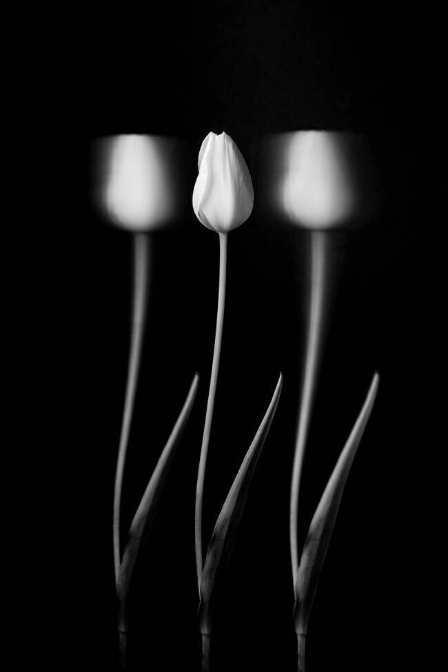 Tulips Tony Xu