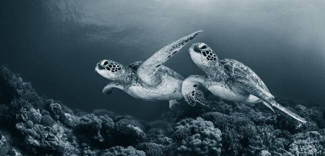 Twin dance Andrey Narchuk