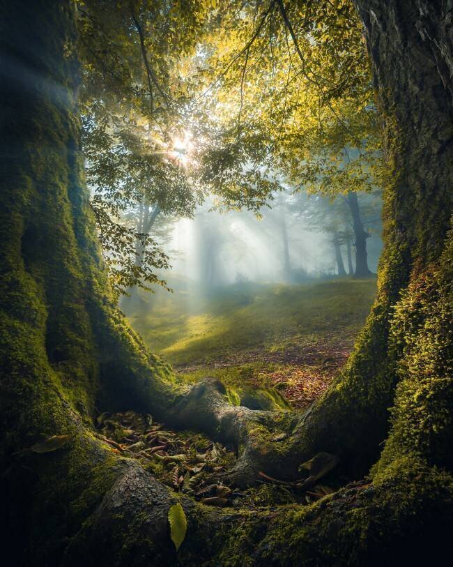 Two brothers Armin Ramezanzad