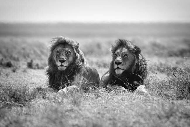 Two kings Nicolas Merino