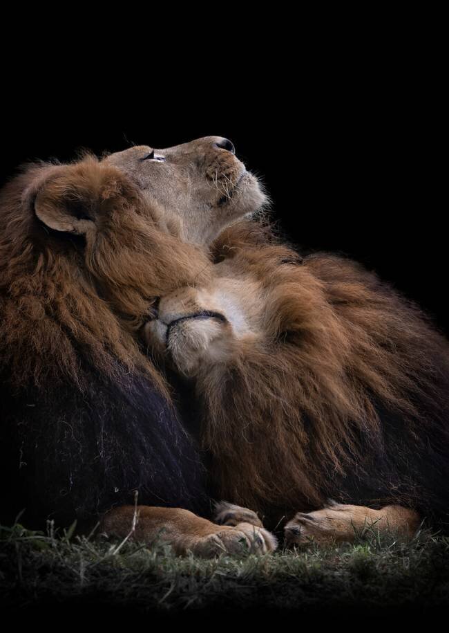 Two lions Jealousy