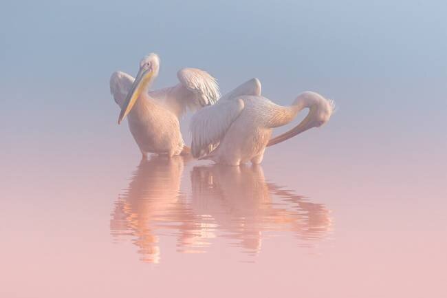 Two Pelicans Natalia Rublina