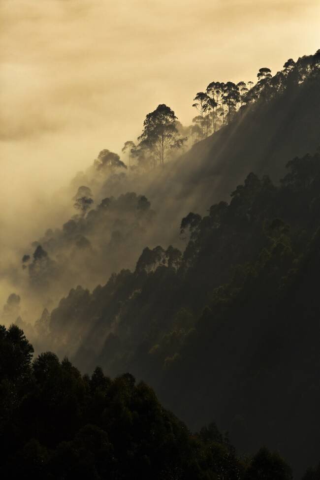 Uganda, Bwindi National Park anonymous