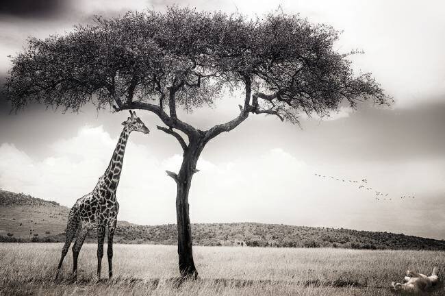 Under the African sun Piet Flour