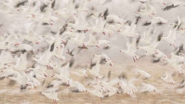 Untitled Qingsong Wang
