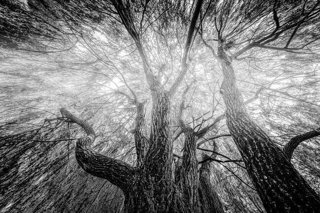 Untitled Steve Hermann