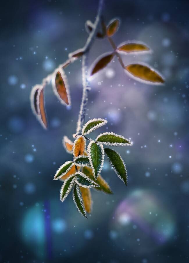 Untitled Nikki Georgieva V