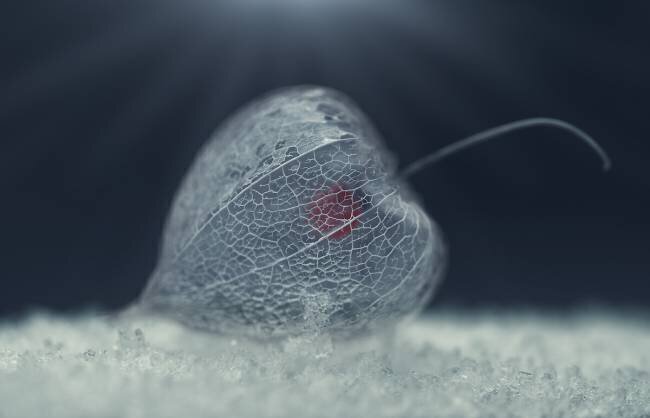 Untitled Nikki Georgieva V