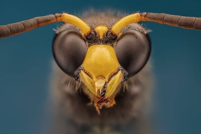 Wasp Rico Cavallo