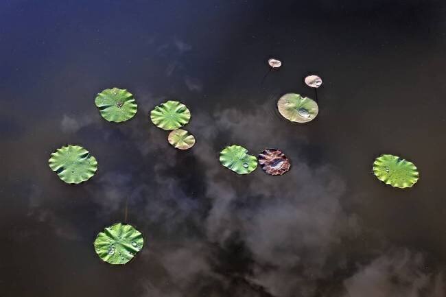 Water Lily Bruno de Hogues