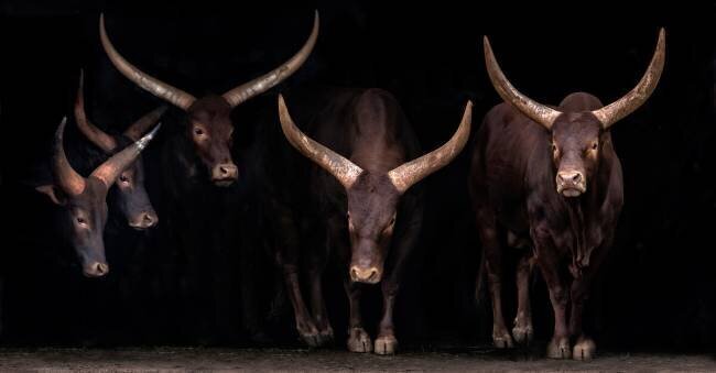Watusi family Xavier Ortega
