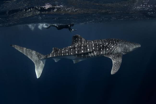 Whale Shark and Chaser Young Feng