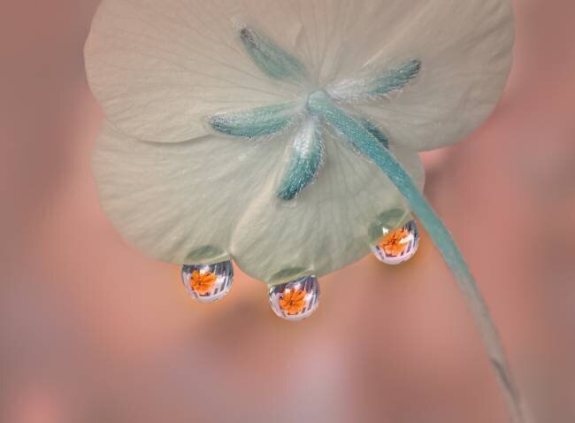 Whisper under flower Gu and Hongchao