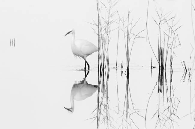 White Zhecho Planinski
