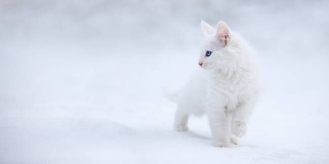 White as Snow Esmée Prexus