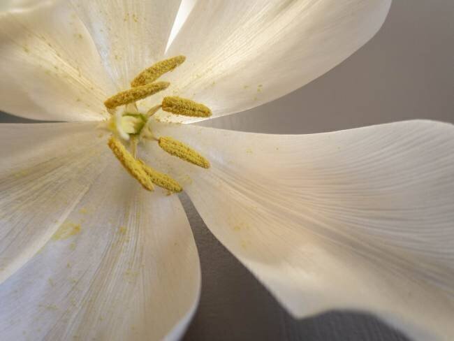 White tulip Edita Edith Anna