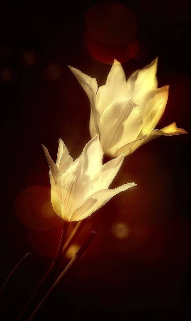 White tulips Anna Cseresnjes 