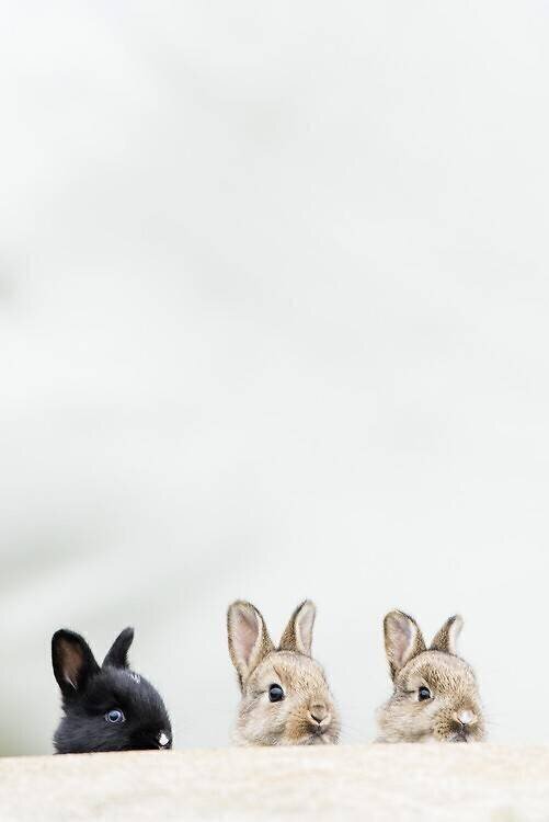 Wild and domestic rabbits Christoph Ruisz