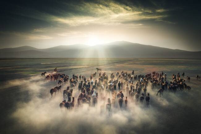 Wild Horses Cuma Cevik