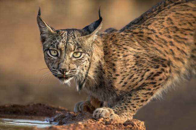 Wild Iberian Lynx Xavier Ortega