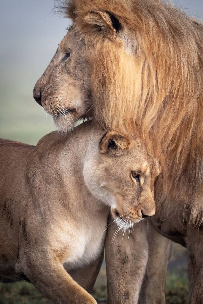 Wild love Ali Khataw