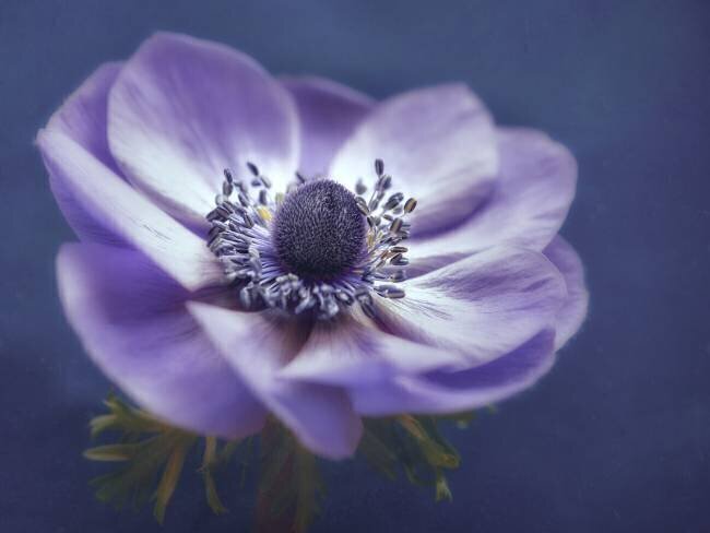 Windflower Mike Kreiten