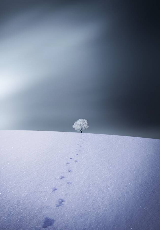 Winter Bess Hamiti