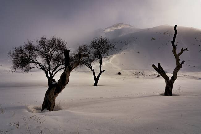Winter Majid Hashemi
