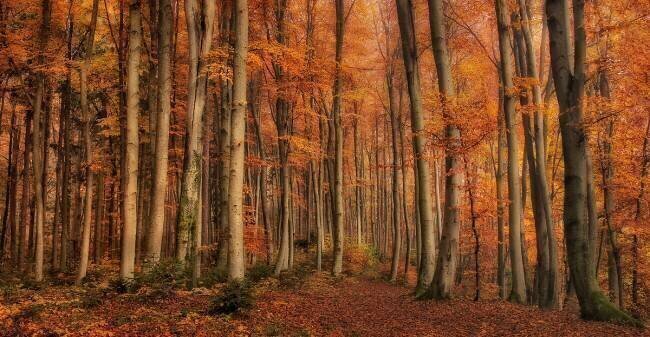Winter as soon to come Norbert Maier