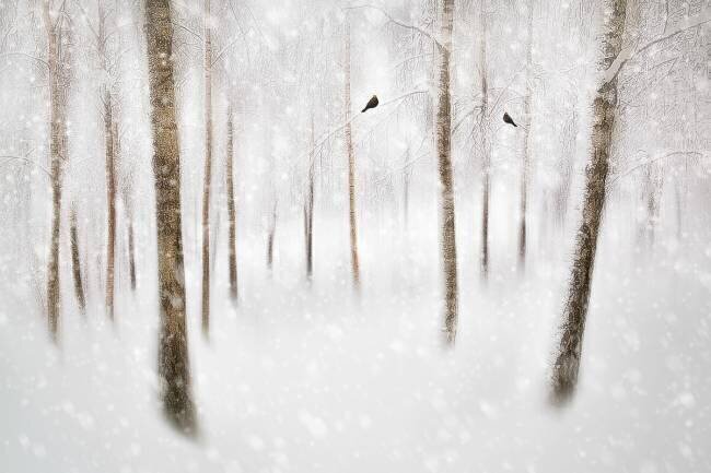 Winter Birches Gustav Davidsson