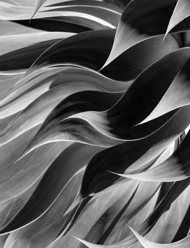 Winter leaves abstract Robin Wechsler