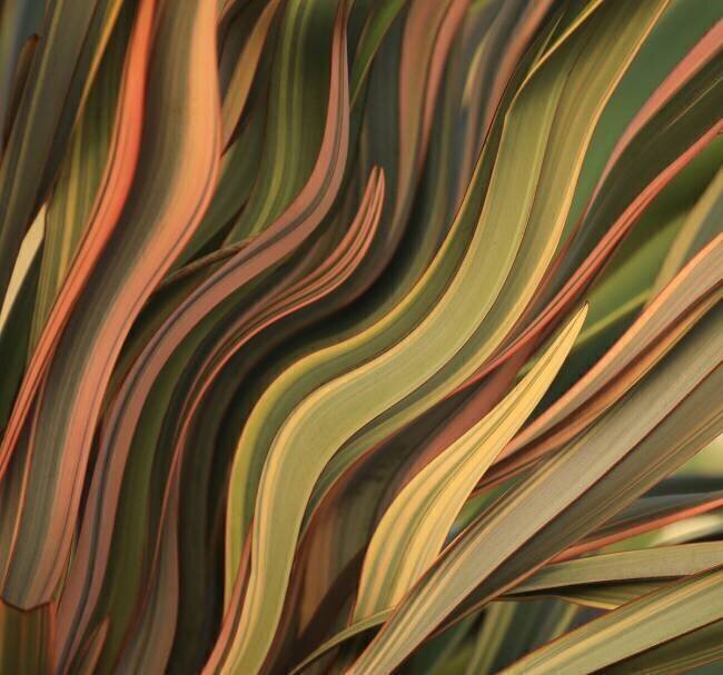 Winter leaves, abstractly Robin Wechsler