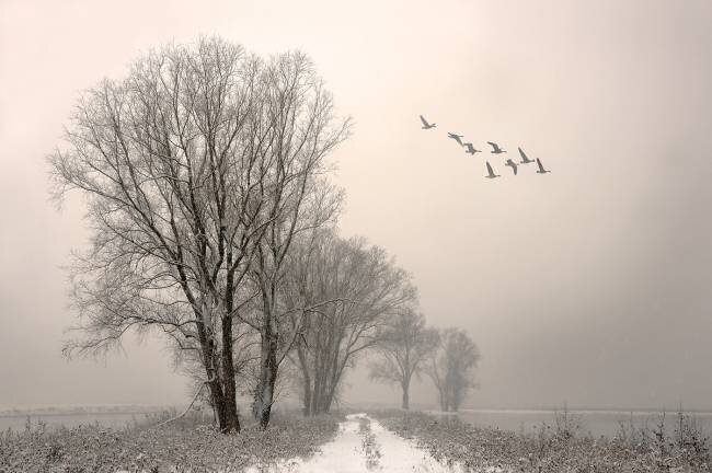 Winterlight Lou Urlings