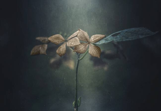 Withe hydrangea Takashi Suzuki