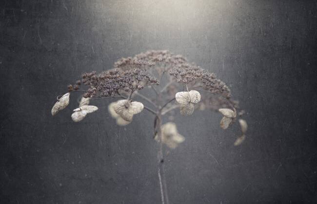 Withe hydrangea Takashi Suzuki