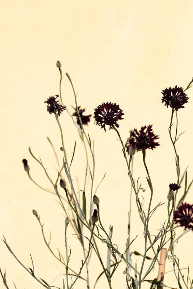 Withered flowers 1x Studio III