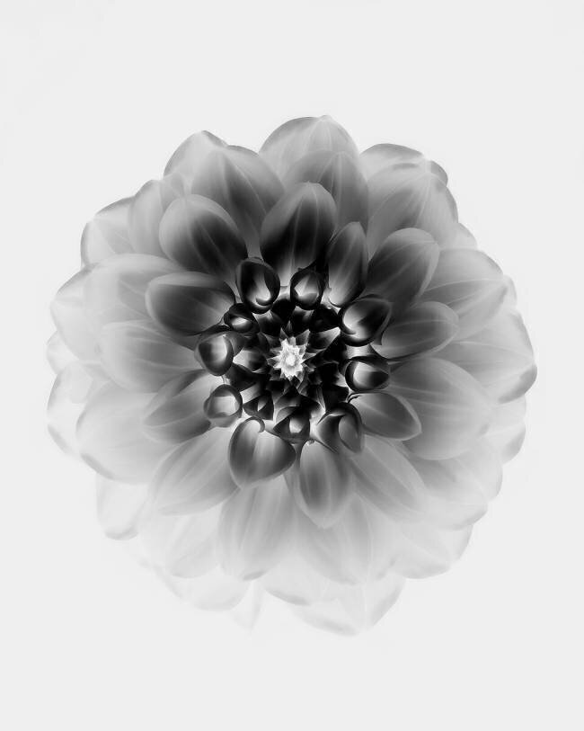 X-Ray Alex Zhao