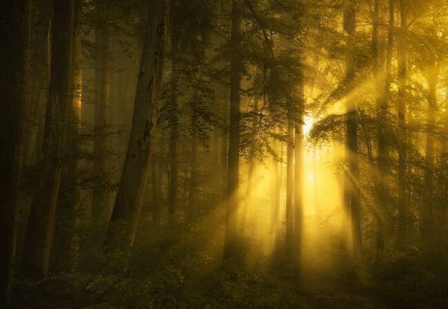 Yellow Norbert Maier