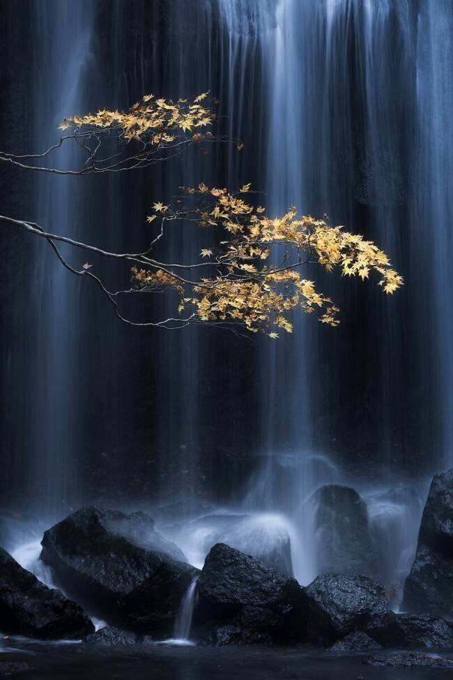 Yellow Autumn Yuki Yatsushima