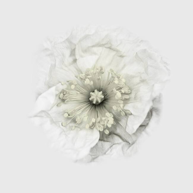 Yet another poppy Lotte Gronkjar