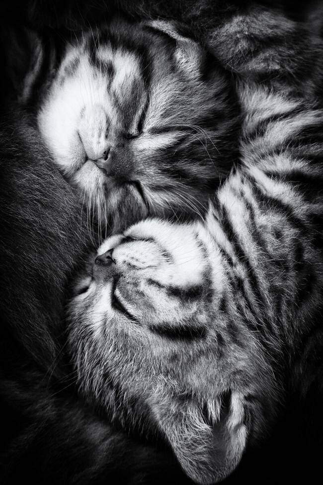Yin and Yang Andrea Jancova