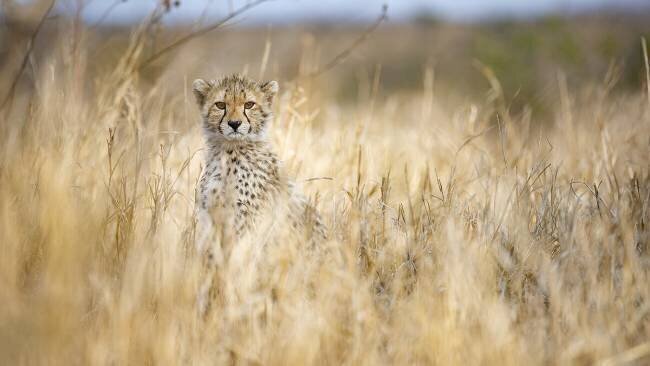 Young cheetah Joan Gil Raga
