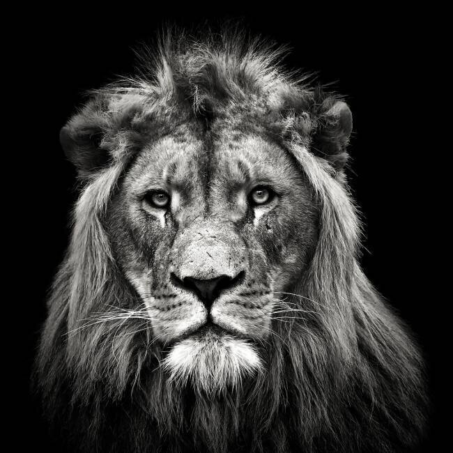 Young Male Lion Christian Meermann