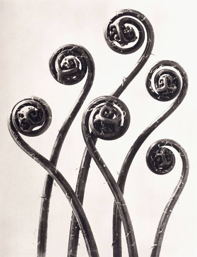 Adiantum Pedatum Karl Blossfeldt